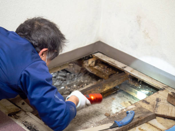 Best White Mold Remediation in Melville, NY