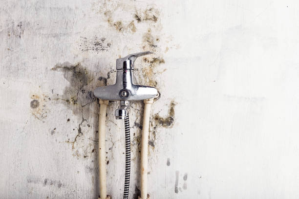 Best Kitchen Mold Remediation in Melville, NY