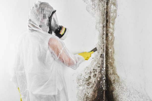 Best Basement Mold Remediation in Melville, NY