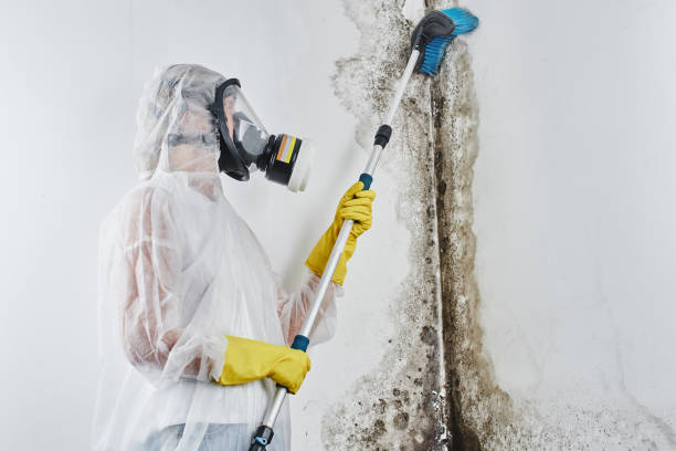 Best Black Mold Remediation in Melville, NY