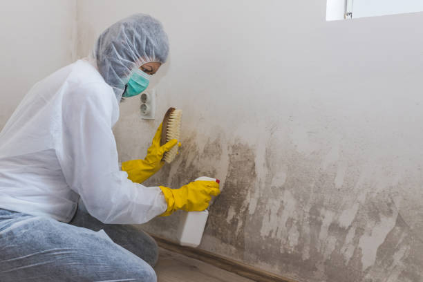 Best Residential Mold Remediation in Melville, NY