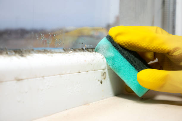 Best Attic Mold Remediation in Melville, NY