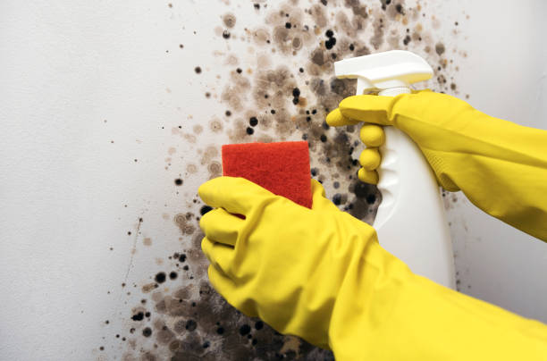 Best Mold Testing and Inspection Services in Melville, NY