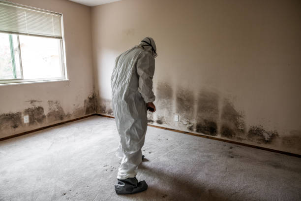 Best Post-Flood Mold Remediation in Melville, NY