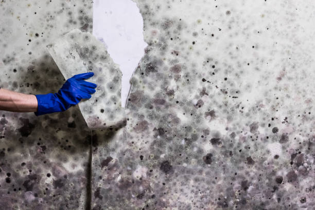 Best Emergency Mold Remediation in Melville, NY