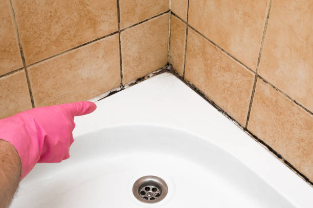 Best Crawl Space Mold Remediation in Melville, NY